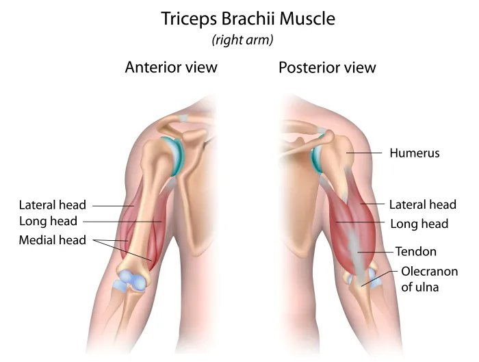 triceps anatomy