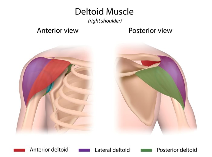 Rear delt muscle