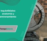 Cómo entrenar los músculos isquiotibiales: anatomía y entrenamiento –