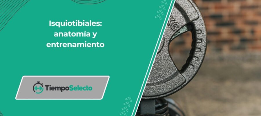 Cómo entrenar los músculos isquiotibiales: anatomía y entrenamiento –